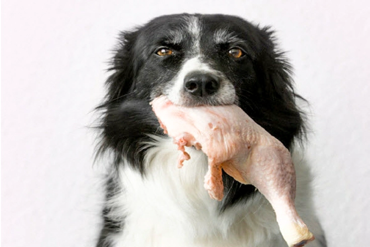 Is Raw Chicken Good For Dogs