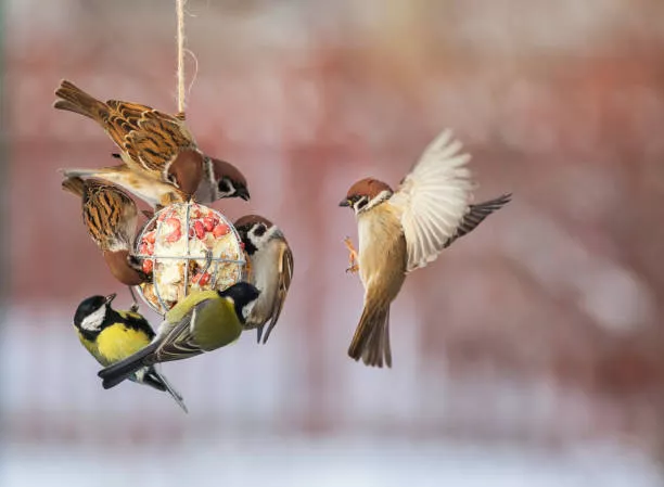 Homemade Bird Food