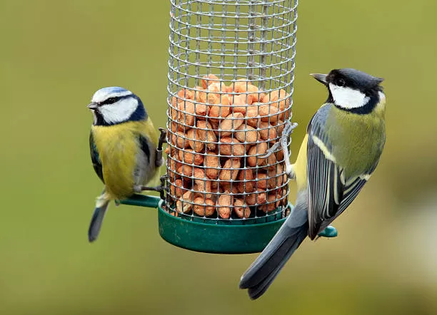 Homemade Bird Food