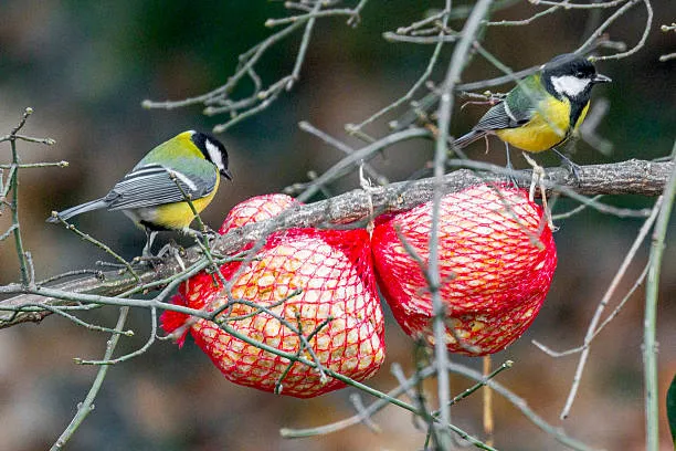 Homemade Bird Food