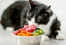 Raw Food Diet for cats