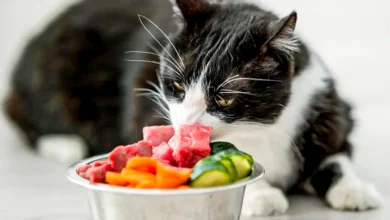 Raw Food Diet for cats