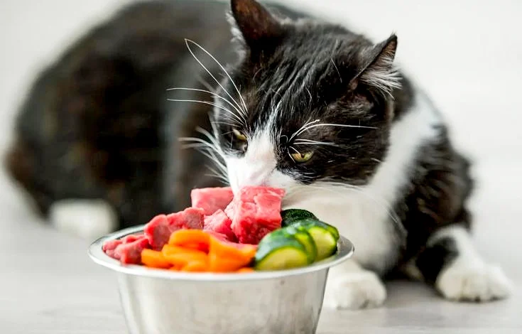 Is Raw Cat Food Diet​ A Good
