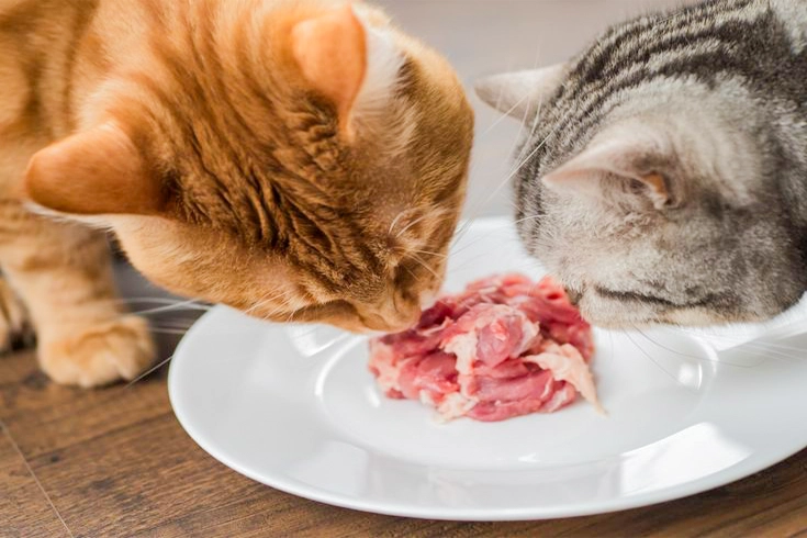 Benefits of raw cat food diet​