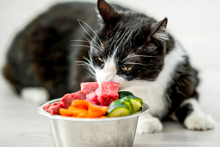 Raw Food Diet for cats