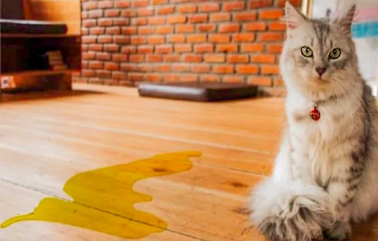 Why is my cat throwing up undigested food