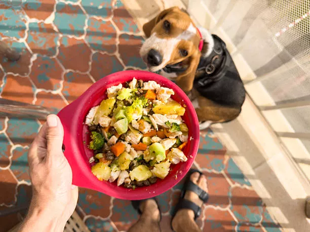 Is Chicken Meal In Dog Food