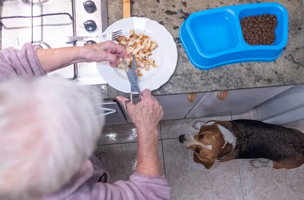 Is Chicken Meal In Dog Food