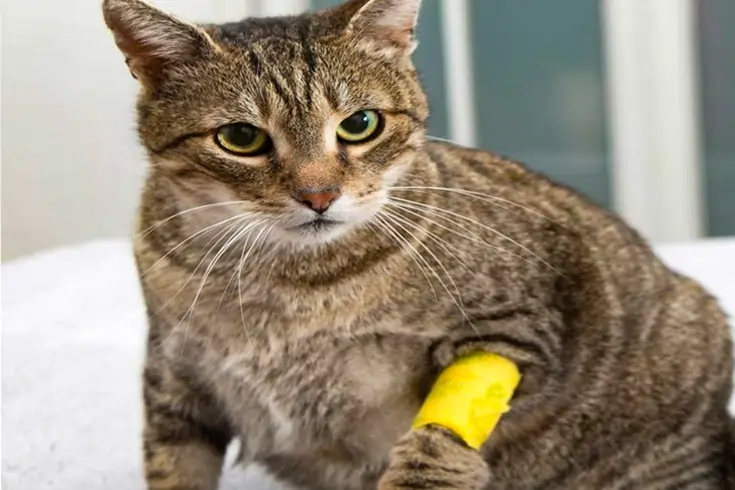 How Much Is Cat Insurance Cost? | Insurance Coverage Guide 5 a cat with minor injury