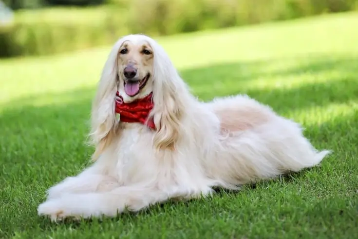 List of the 10 Most Expensive Dog Breeds in the World 4 Afghan Hound dog