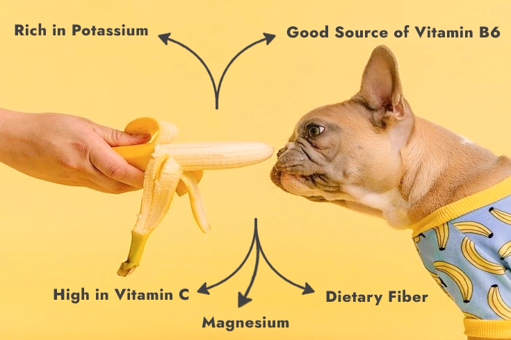 Can Dogs Eat Bananas? | Safety Guide in Feeding Banana 2 can dogs eat bananas