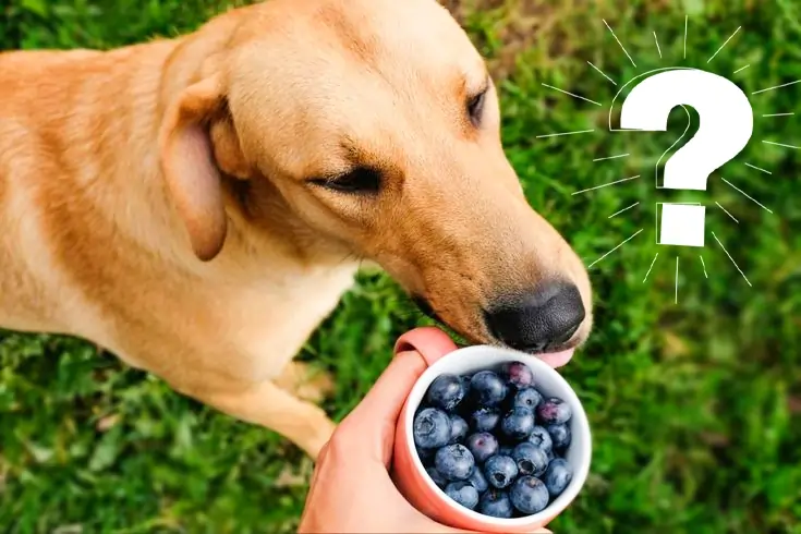 Can Dogs Eat Blueberries? 2 Are Blueberries Good for Dogs