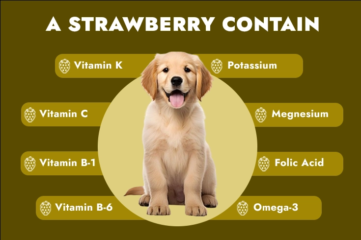 Can Dogs Eat Strawberries? What Dog Owners Must Know 2 Can dog eat strawberries