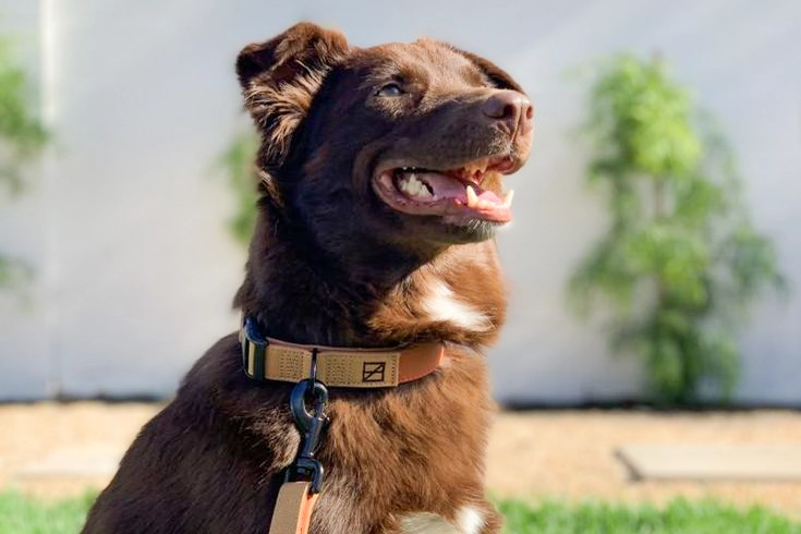Can Dogs Eat Cat Food? | Everything You Need to Know 5 RFID Collar for dogs