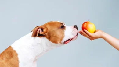 can dogs eat apples