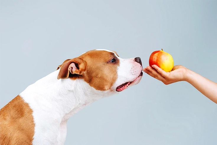 Can Dogs Eat Apples? Tips to Safely Feed Apple to Dogs 1 can dogs eat apples