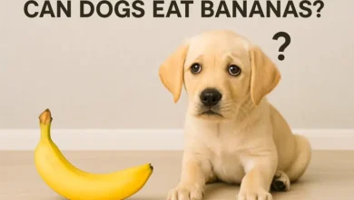 Can dogs eat bananas