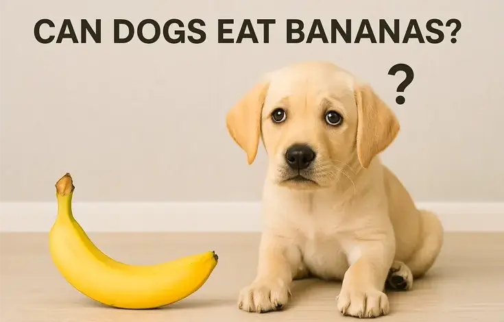 Can Dogs Eat Bananas