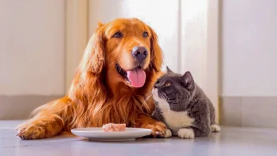 Can dogs eat cat food