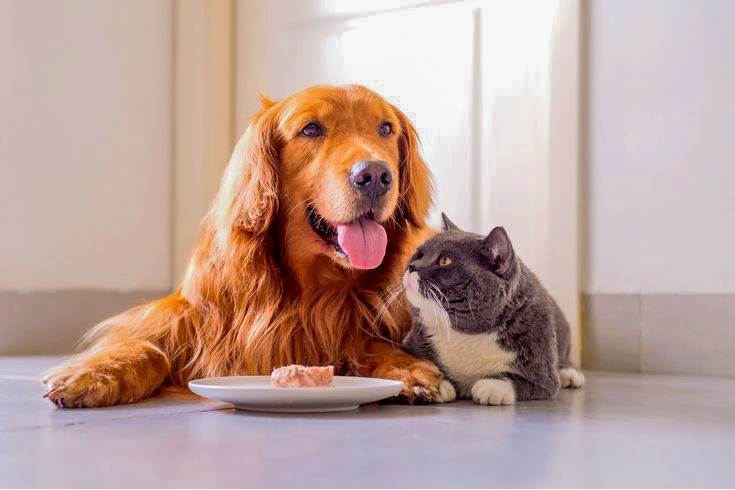 Can Dogs Eat Cat Food? | Everything You Need to Know 1 Can dogs eat cat food