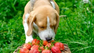 Can Dogs Eat Strawberries