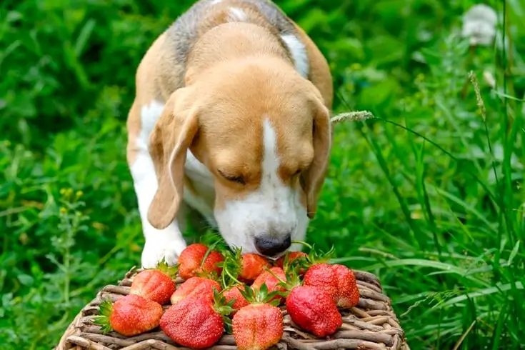 Can Dogs Eat Strawberries? What Dog Owners Must Know 1 Can Dogs Eat Strawberries