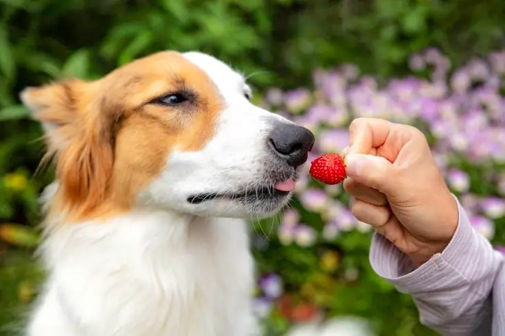 Can Dogs Eat Strawberries? What Dog Owners Must Know 4 can dogs have strawberries