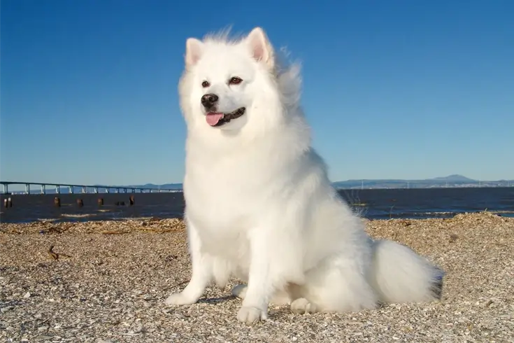 List of the 10 Most Expensive Dog Breeds in the World 3 canadian eskimo dog breed