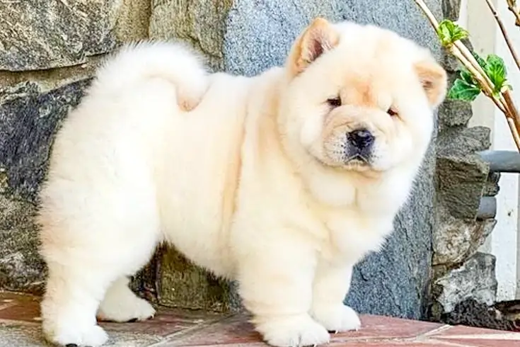 List of the 10 Most Expensive Dog Breeds in the World 6 Chow Chow Dog