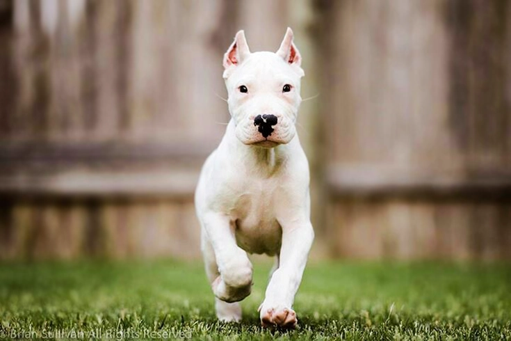 List of the 10 Most Expensive Dog Breeds in the World 11 Dogo Argentino dog breed