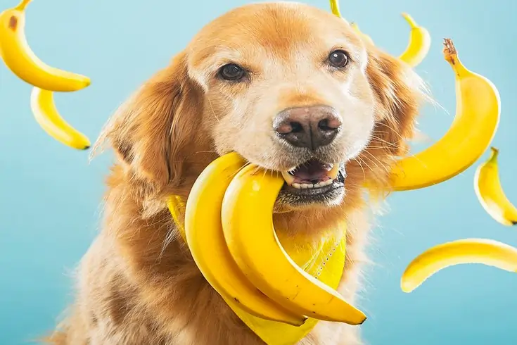 Can Dogs Eat Bananas? | Safety Guide in Feeding Banana 4 can my dog eat bananas