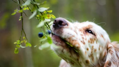 Can Dogs Eat Blueberries