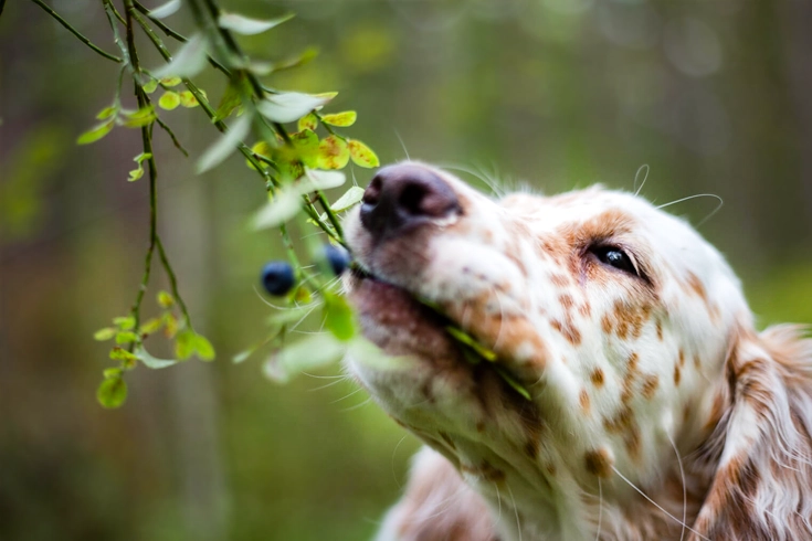 Can Dogs Eat Blueberries? 1 Can Dogs Eat Blueberries