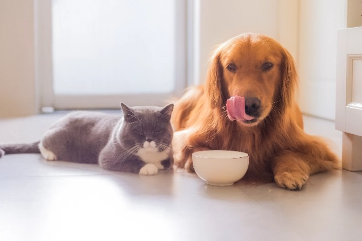 Can Dogs Eat Cat Food? | Everything You Need to Know 3 Is cat food bad for dogs