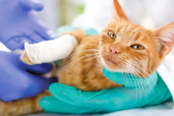 How Much Is Cat Insurance Cost? | Insurance Coverage Guide 3 Ill cat being examined by the doctor