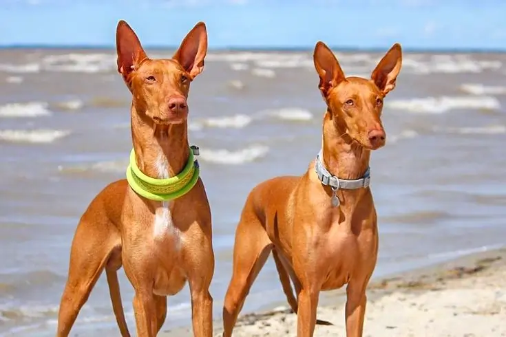 List of the 10 Most Expensive Dog Breeds in the World 5 Pharaoh Hound dog