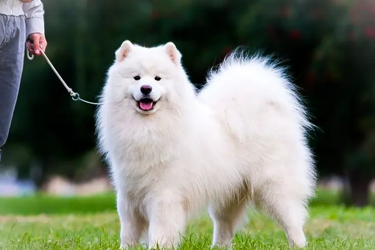 List of the 10 Most Expensive Dog Breeds in the World 8 Samoyed puppies for sale