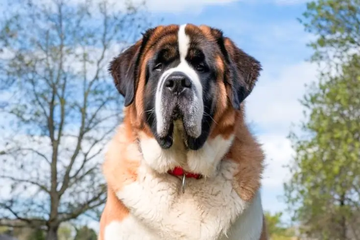 List of the 10 Most Expensive Dog Breeds in the World 2 Saint Bernard