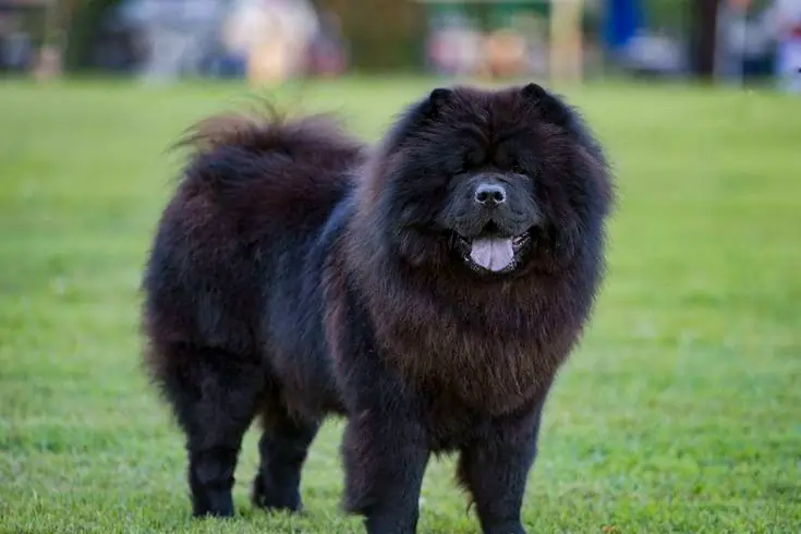 List of the 10 Most Expensive Dog Breeds in the World 10 tibetan mastiff dog