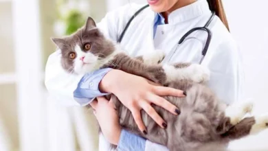 Cat health insurance