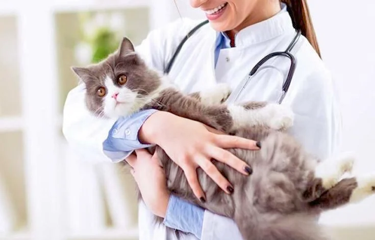 Cat health insurance
