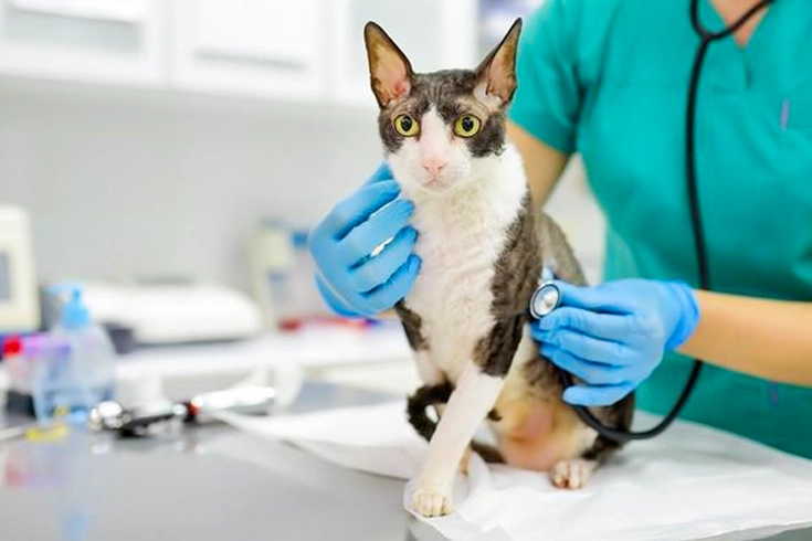 How Much Is Cat Insurance Cost? | Insurance Coverage Guide 6 comprehensive plan by vet for Accident and Illness