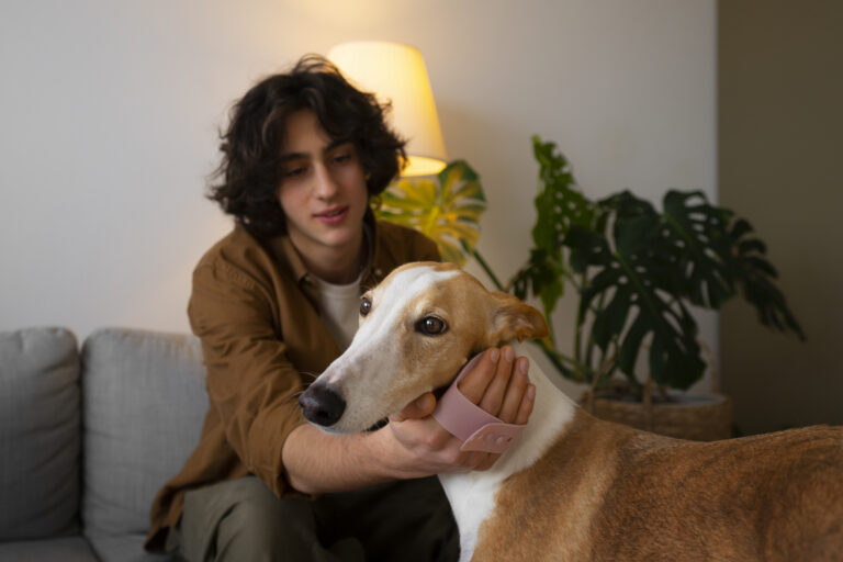 greyhound dog with male owner home couch