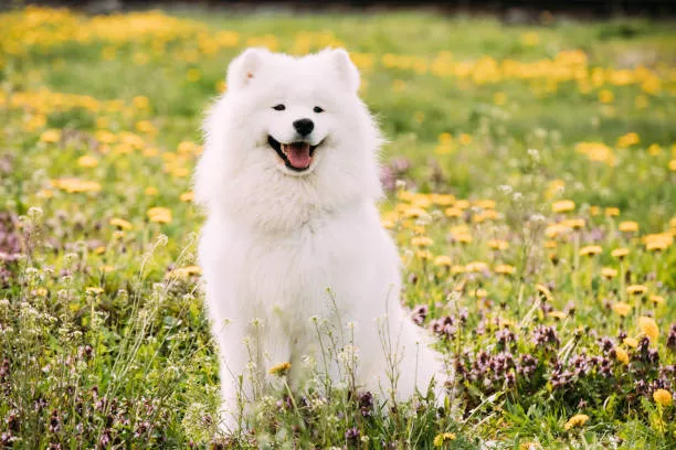 Samoyed 