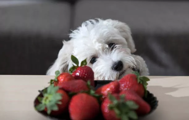 Can Dogs Eat Strawberries
