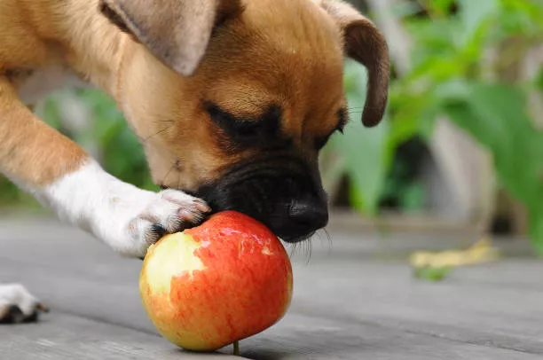 Can Dogs Eat Apples?