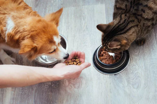 Can Dogs Eat Cat Food?