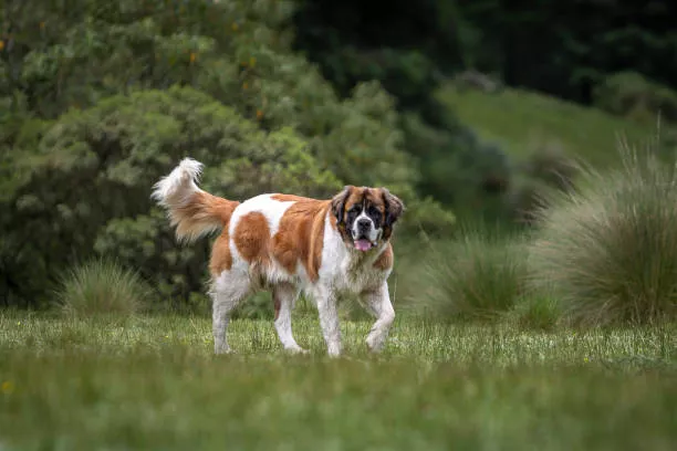St. Bernard 