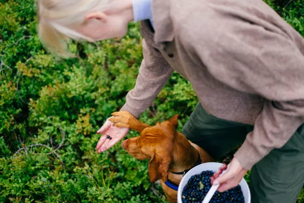 Can Dogs Eat Blueberries? Complete Guide 3 istockphoto 1270677845 612x612 69f1ad81db7b4 1