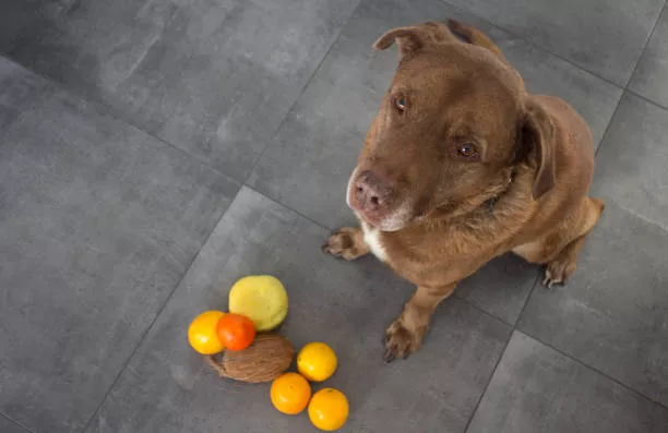 What Fruits Can Dogs Eat? | Top 20 Options 2 What Fruits Can Dogs Eat?